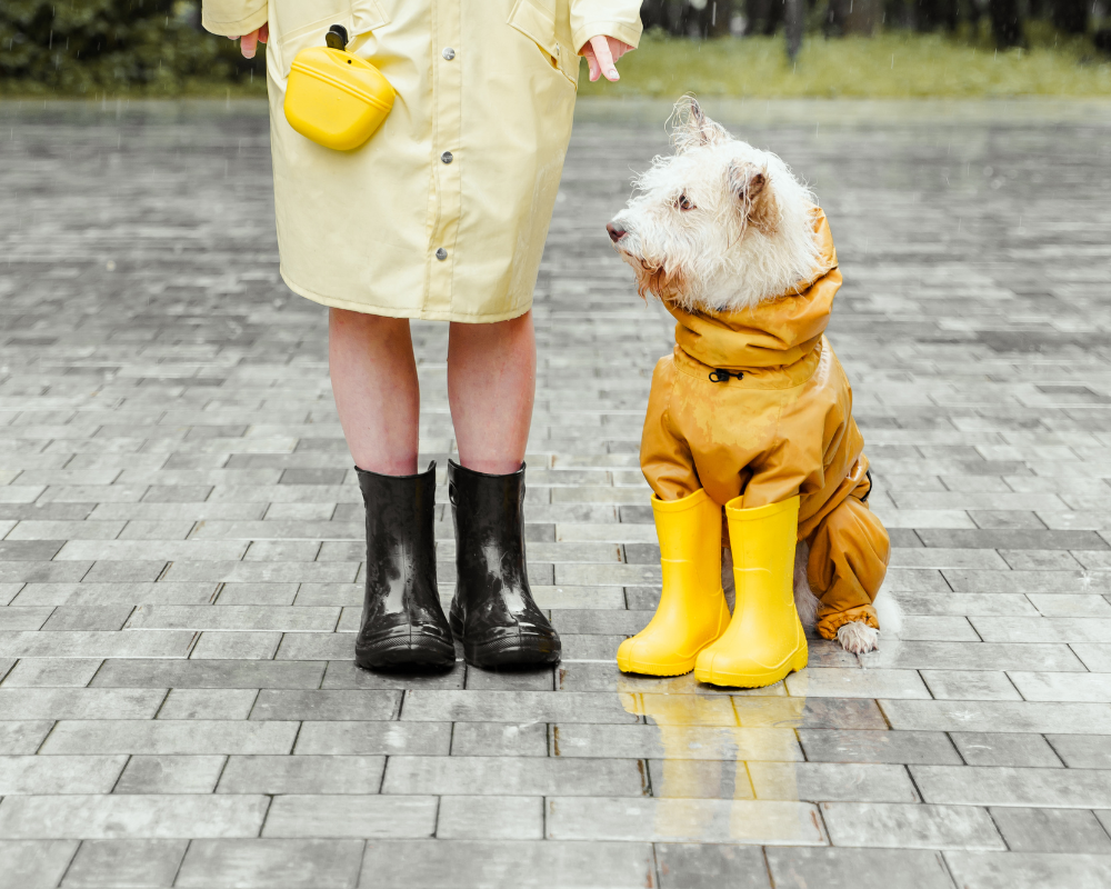 Cómo cuidar a tu mascota en tiempo de lluvia