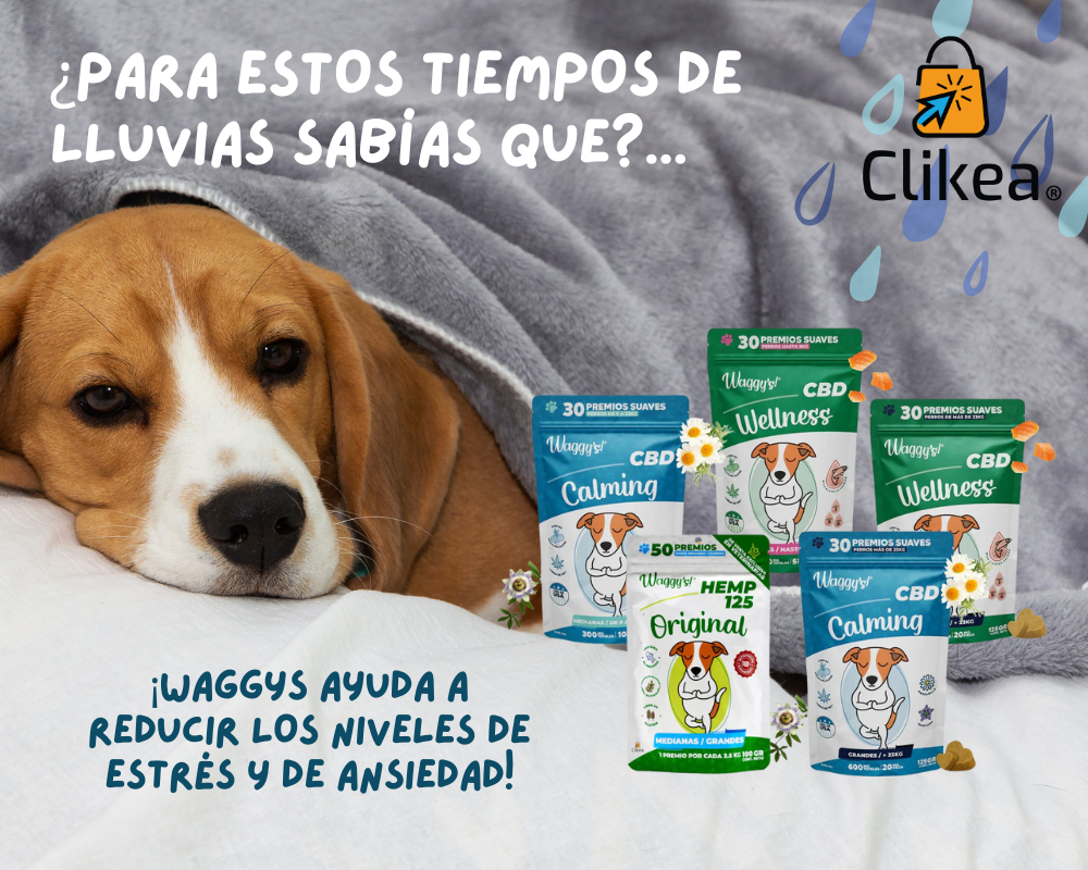 Waggys: El Aliado Perfecto para Calmar a tus Mascotas en Días de Lluvia