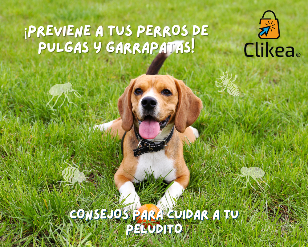 Cómo Prevenir a tu Perro de Pulgas y Garrapatas: Mantén a tu Mascota Limpia y Saludable