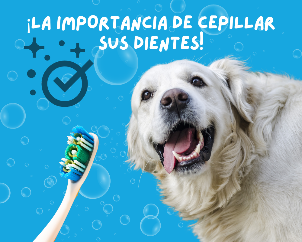 La Importancia de Cepillar los Dientes de tu Mascota