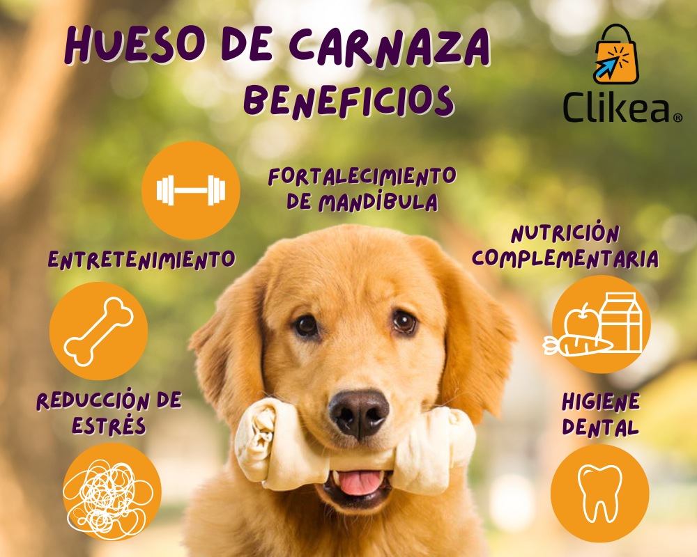 Los Beneficios de la Carnaza para tu Perrito