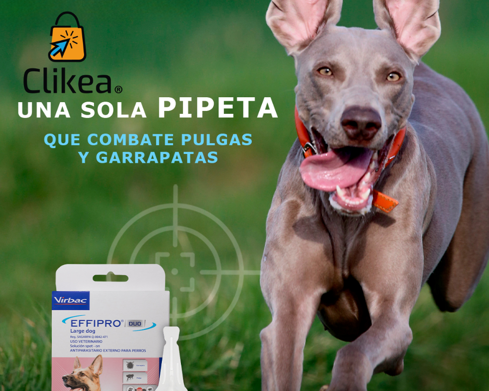 Effipro Duo: Protección contra Pulgas y Garrapatas.